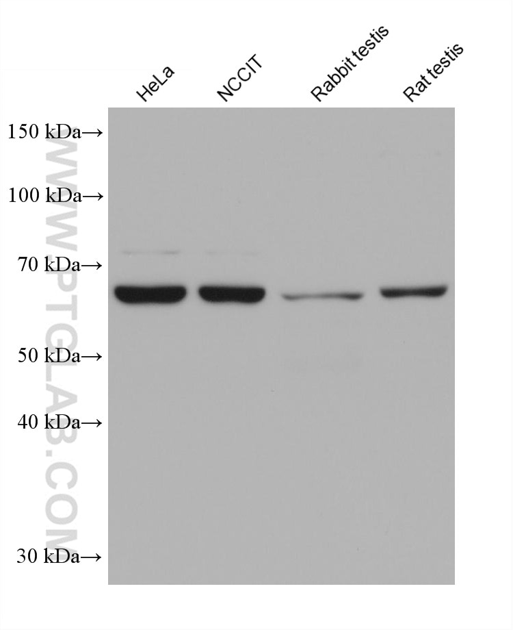 Western Blot (WB) analysis of various lysates using DDX43 Monoclonal antibody (68454-1-Ig)