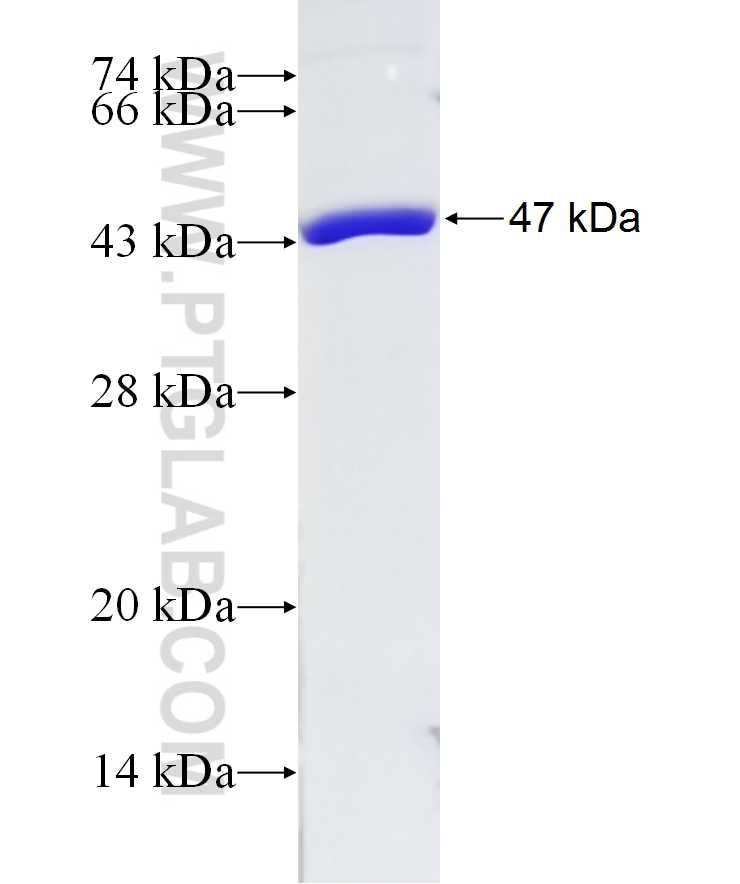 DDX43 fusion protein Ag11484 SDS-PAGE