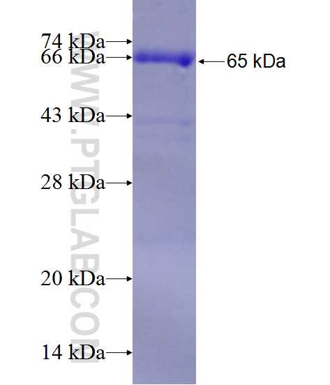 DDX46 fusion protein Ag10342 SDS-PAGE