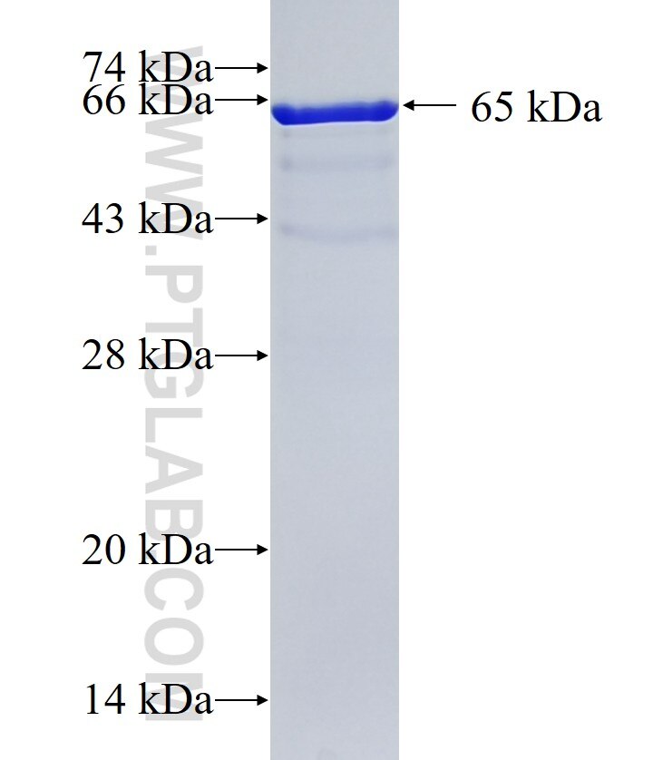 DDX46 fusion protein Ag10342 SDS-PAGE