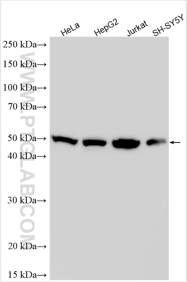 Western Blot (WB) analysis of various lysates using DDX47 Polyclonal antibody (17795-1-AP)