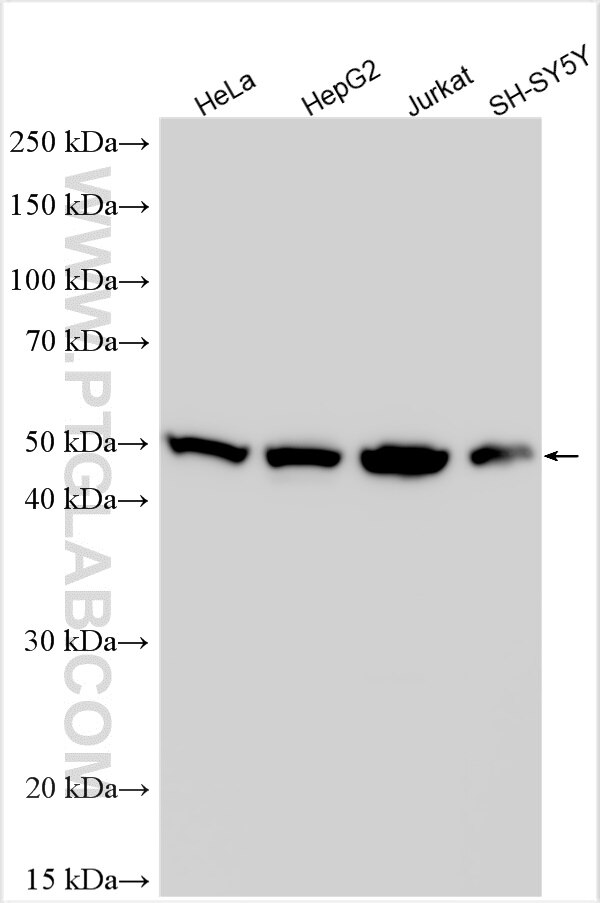 WB analysis using 17795-1-AP