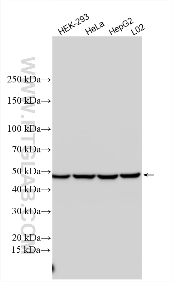 Western Blot (WB) analysis of various lysates using DDX47 Polyclonal antibody (17795-1-AP)