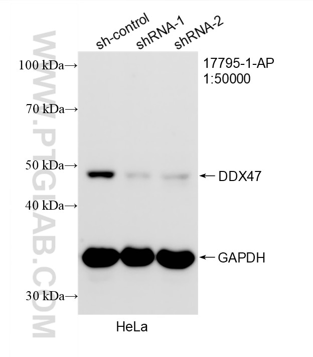 WB analysis of HeLa using 17795-1-AP (same clone as 17795-1-PBS) Western Blot (WB) analysis of HeLa cells using DDX47 Polyclonal antibody (17795-1-AP)