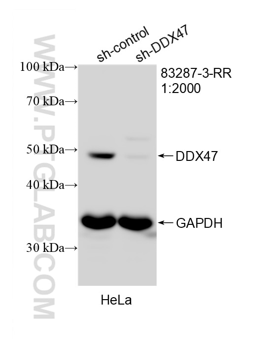 WB analysis of HeLa using 83287-3-RR Western Blot (WB) analysis of HeLa cells using DDX47 Recombinant monoclonal antibody (83287-3-RR)