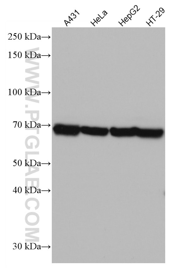 Western Blot (WB) analysis of various lysates using DDX5 Monoclonal antibody (67025-1-Ig)