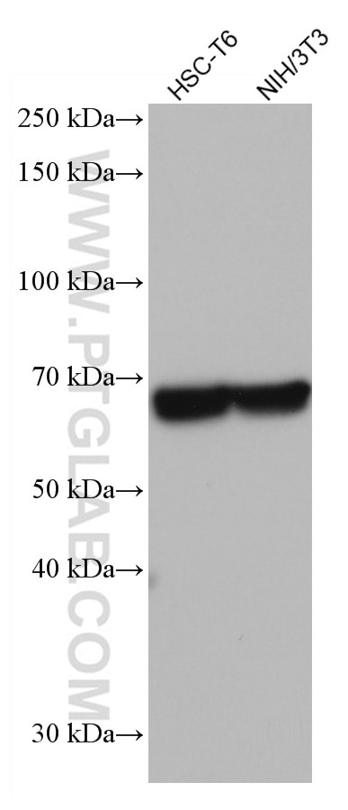Western Blot (WB) analysis of various lysates using DDX5 Monoclonal antibody (67025-1-Ig)