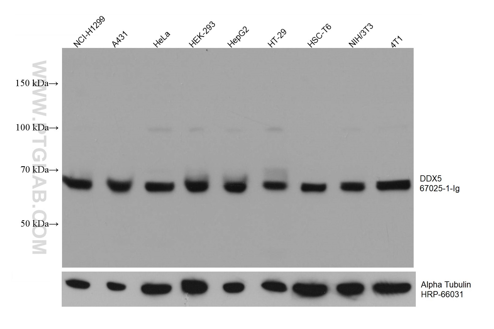 Western Blot (WB) analysis of various lysates using DDX5 Monoclonal antibody (67025-1-Ig)