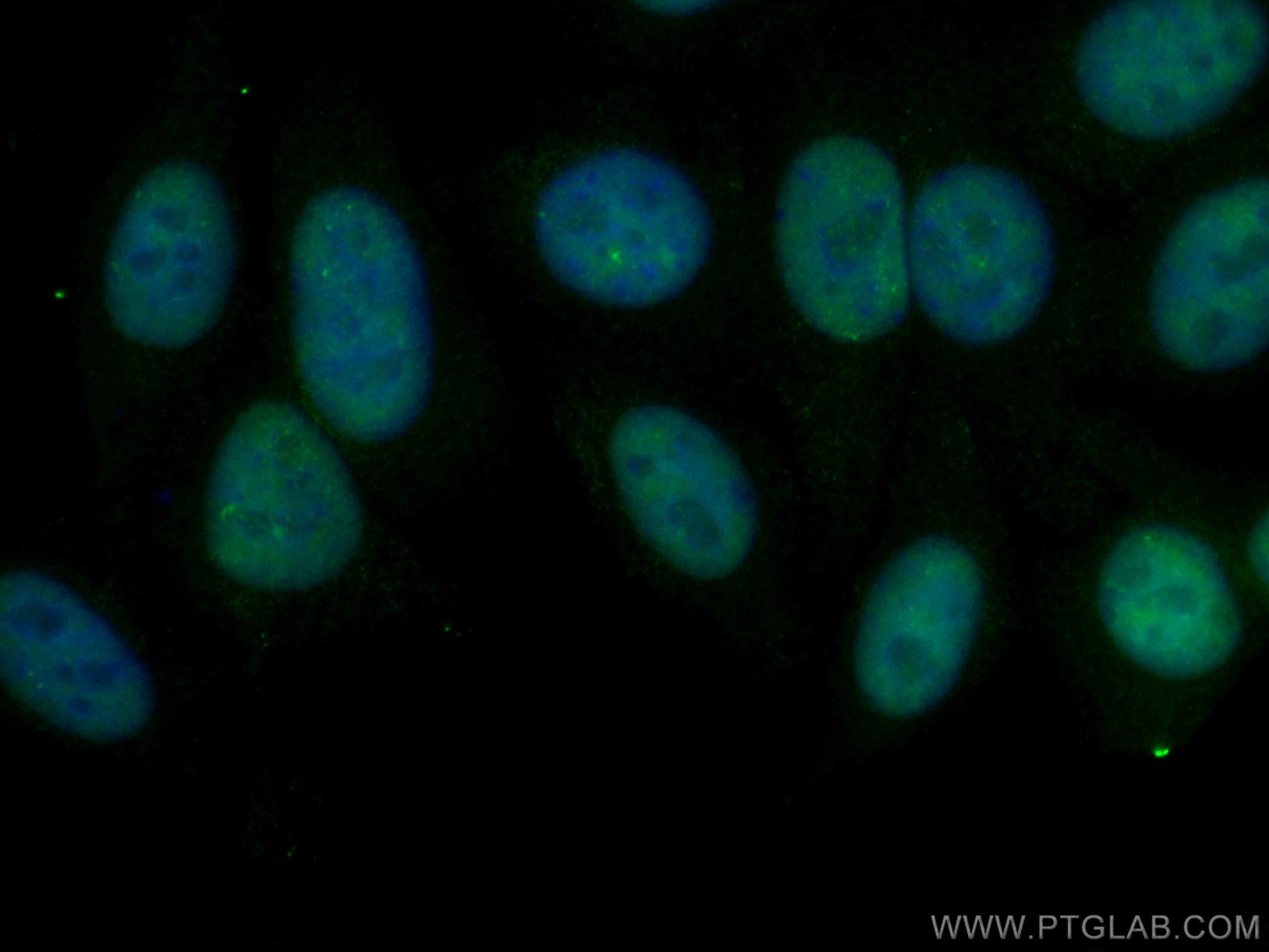 Immunofluorescence (IF) / fluorescent staining of HepG2 cells using CoraLite® Plus 488-conjugated DDX5 Monoclonal anti (CL488-67025)