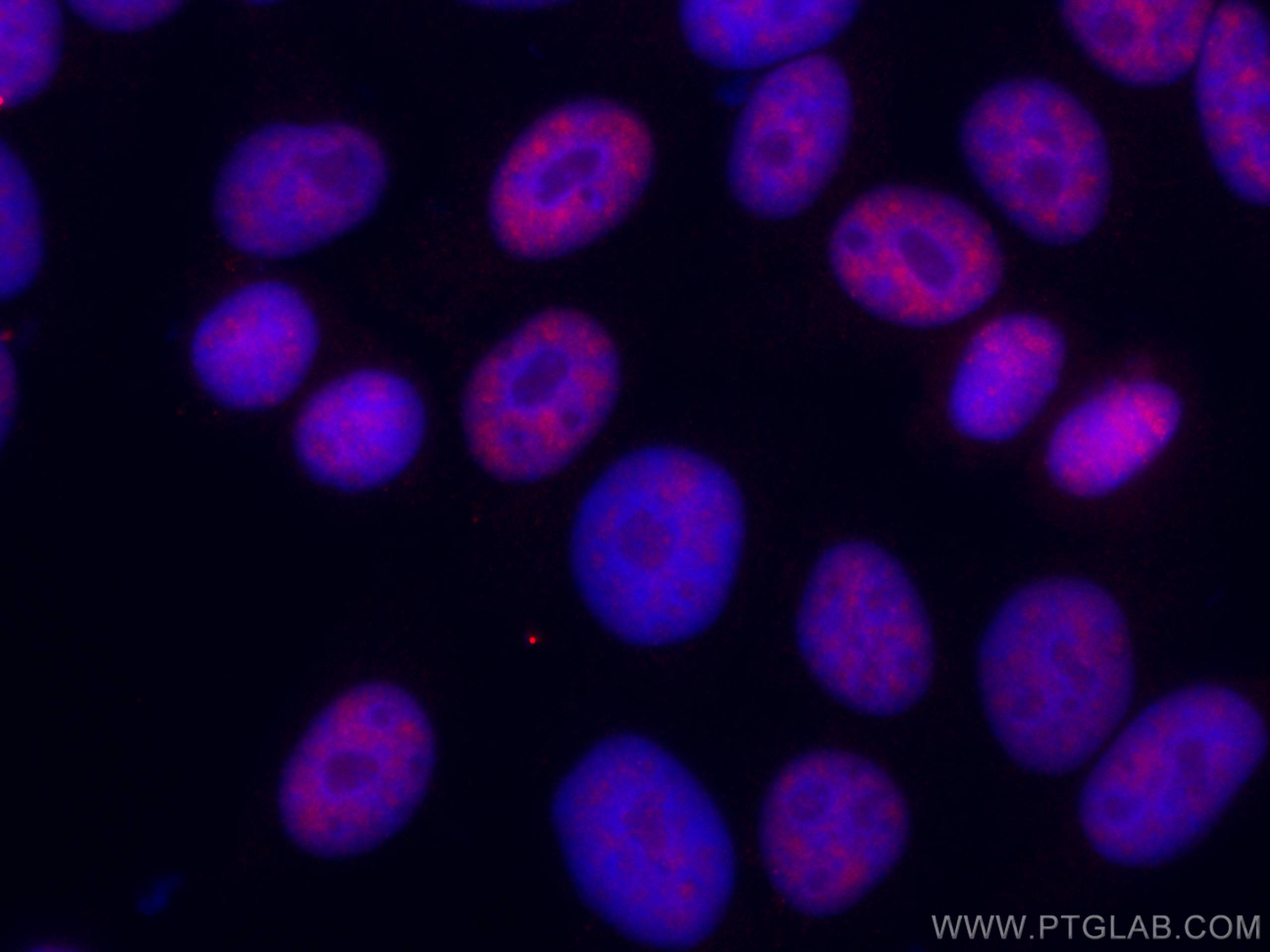 Immunofluorescence (IF) / fluorescent staining of HepG2 cells using CoraLite®594-conjugated DDX5 Monoclonal antibody (CL594-67025)