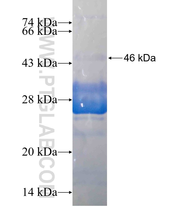 DDX5 fusion protein Ag24808 SDS-PAGE