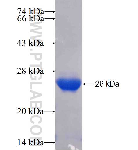 DDX5 fusion protein Ag24821 SDS-PAGE
