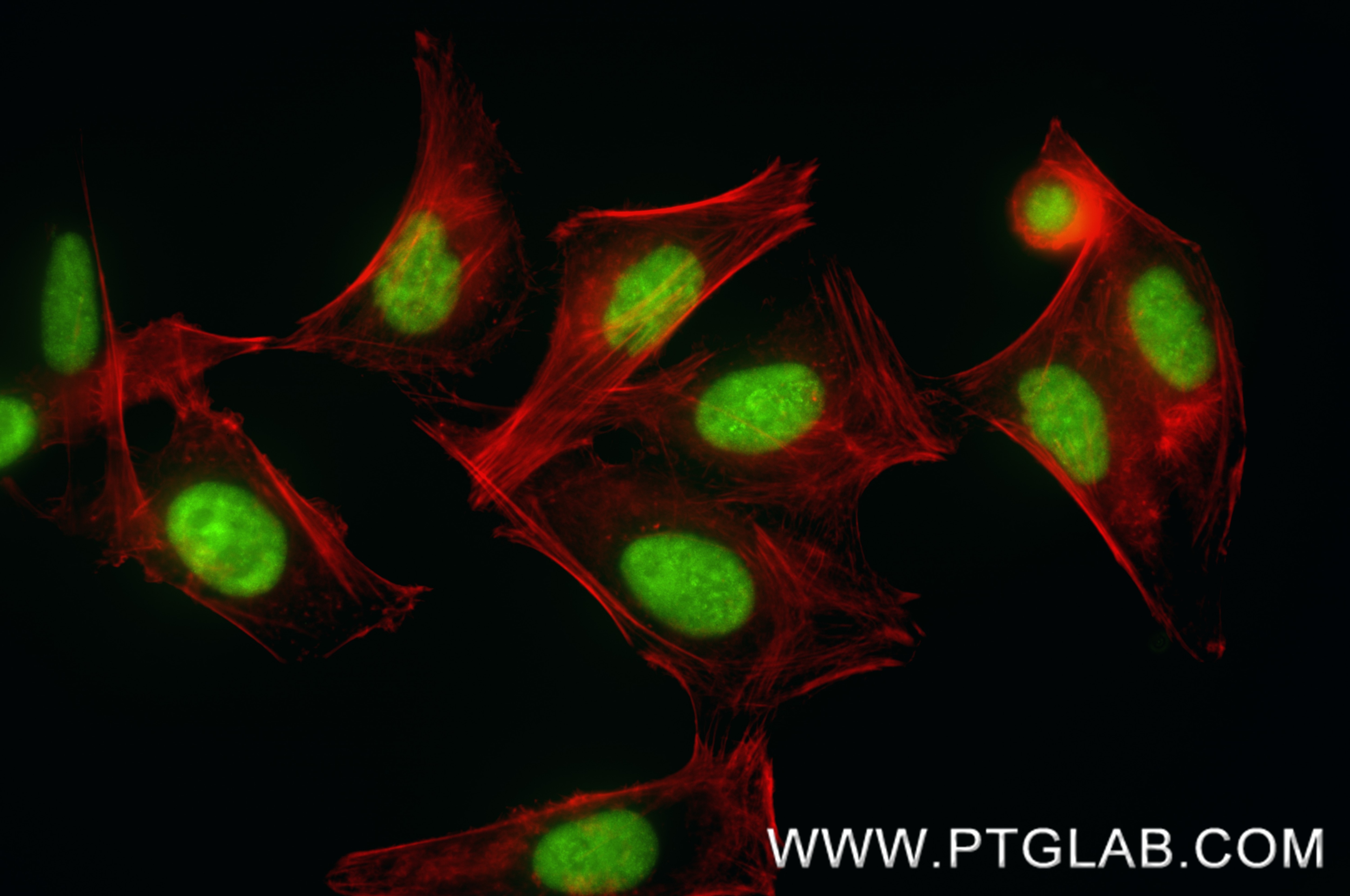 IF Staining of HepG2 using 88502-1-RR (same clone as 88502-1-PBS) Immunofluorescence (IF) / fluorescent staining of HepG2 cells using DDX5,p68 Recombinant monoclonal antibody (88502-1-RR)