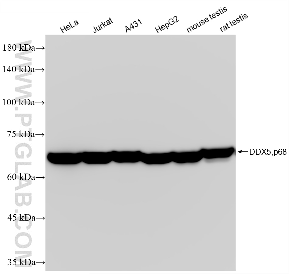 WB analysis using 88502-1-RR (same clone as 88502-1-PBS) Western Blot (WB) analysis of various lysates using DDX5,p68 Recombinant monoclonal antibody (88502-1-RR)