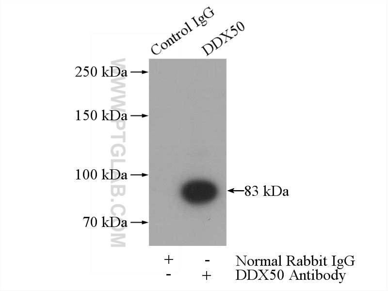 Immunoprecipitation (IP) experiment of HeLa cells using DDX50 Polyclonal antibody (10358-1-AP)