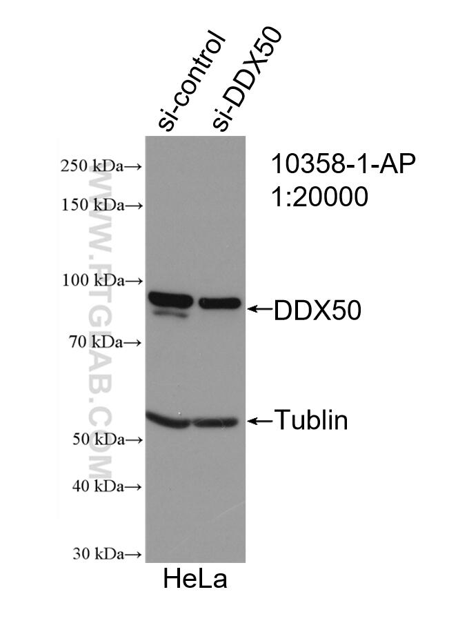 Western Blot (WB) analysis of HeLa cells using DDX50 Polyclonal antibody (10358-1-AP)