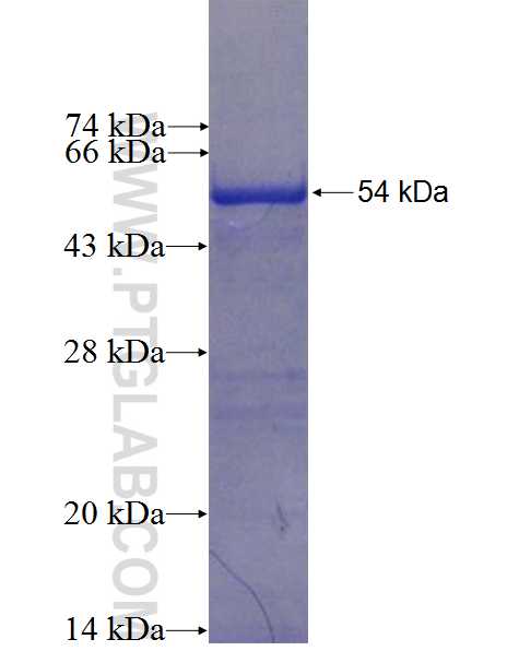 DDX50 fusion protein Ag0382 SDS-PAGE