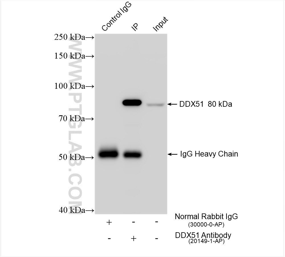 Immunoprecipitation (IP) experiment of K-562 cells using DDX51 Polyclonal antibody (20149-1-AP)