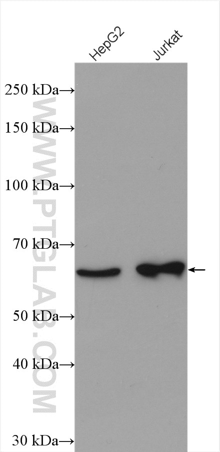 Western Blot (WB) analysis of various lysates using DDX52 Polyclonal antibody (16660-1-AP)