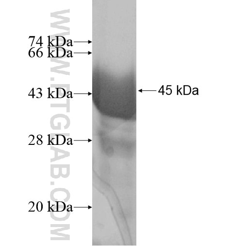 DDX52 fusion protein Ag10124 SDS-PAGE