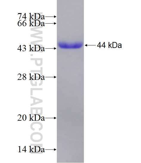 DDX53 fusion protein Ag11973 SDS-PAGE