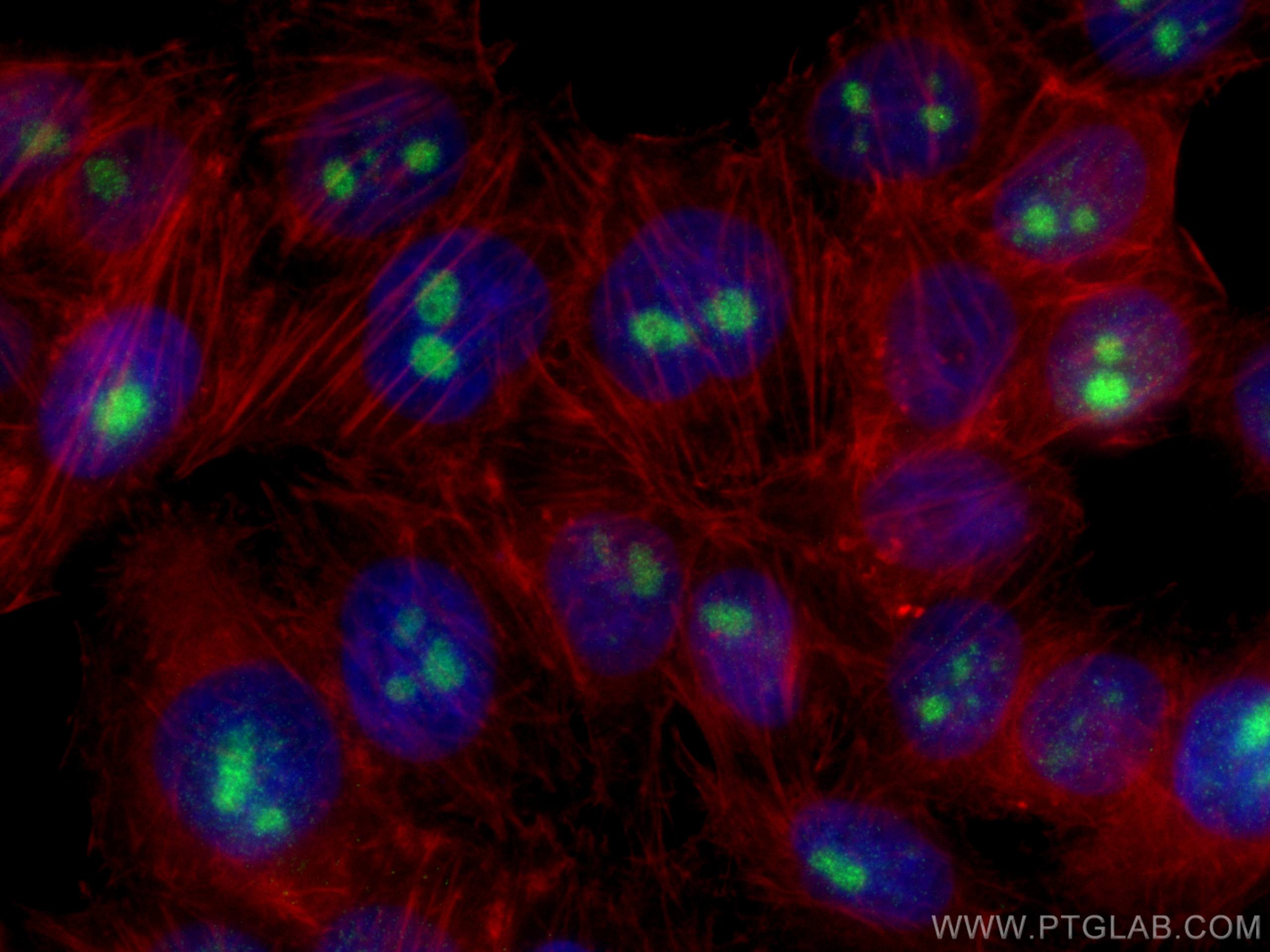 Immunofluorescence (IF) / fluorescent staining of PC-3 cells using DDX54 Monoclonal antibody (66664-1-Ig)