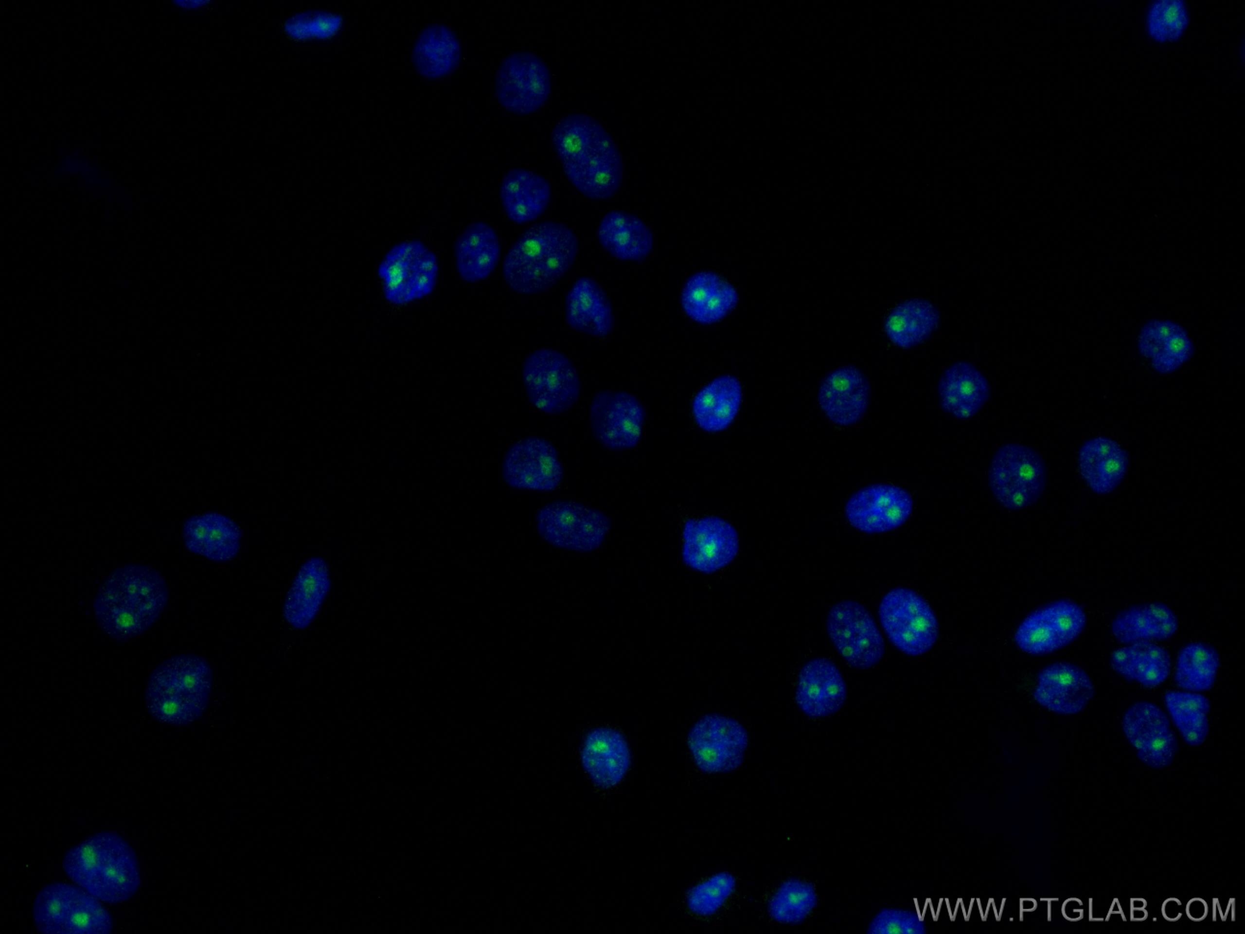 Immunofluorescence (IF) / fluorescent staining of PC-3 cells using DDX54 Monoclonal antibody (66664-1-Ig)