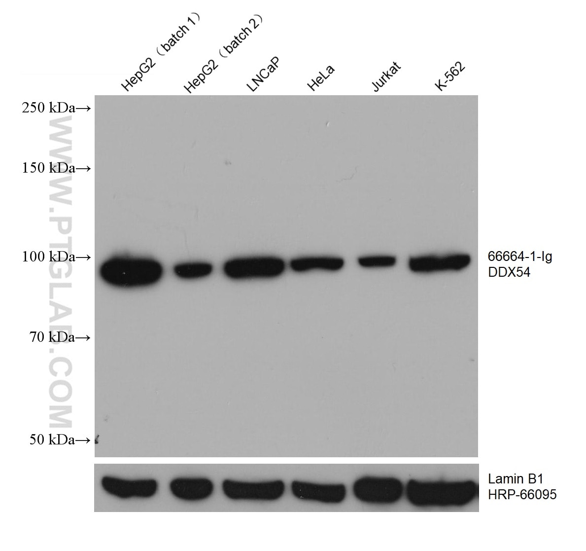 Western Blot (WB) analysis of various lysates using DDX54 Monoclonal antibody (66664-1-Ig)