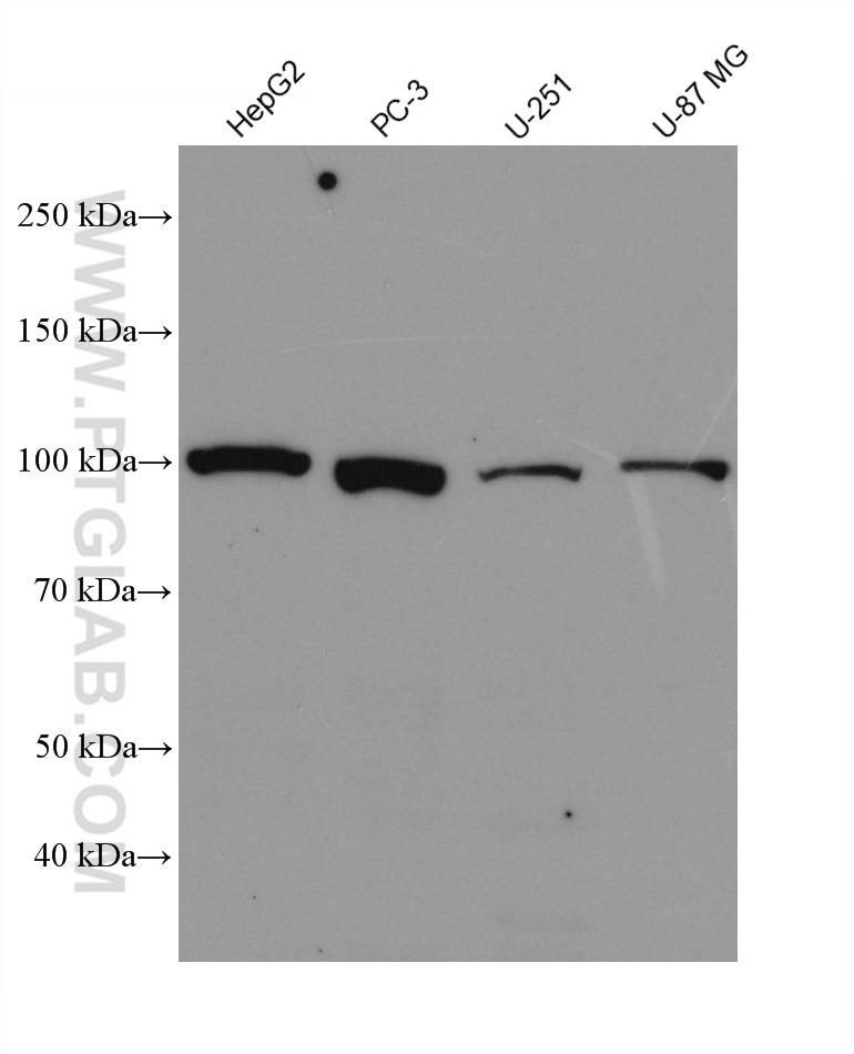 Western Blot (WB) analysis of various lysates using DDX54 Monoclonal antibody (66664-1-Ig)