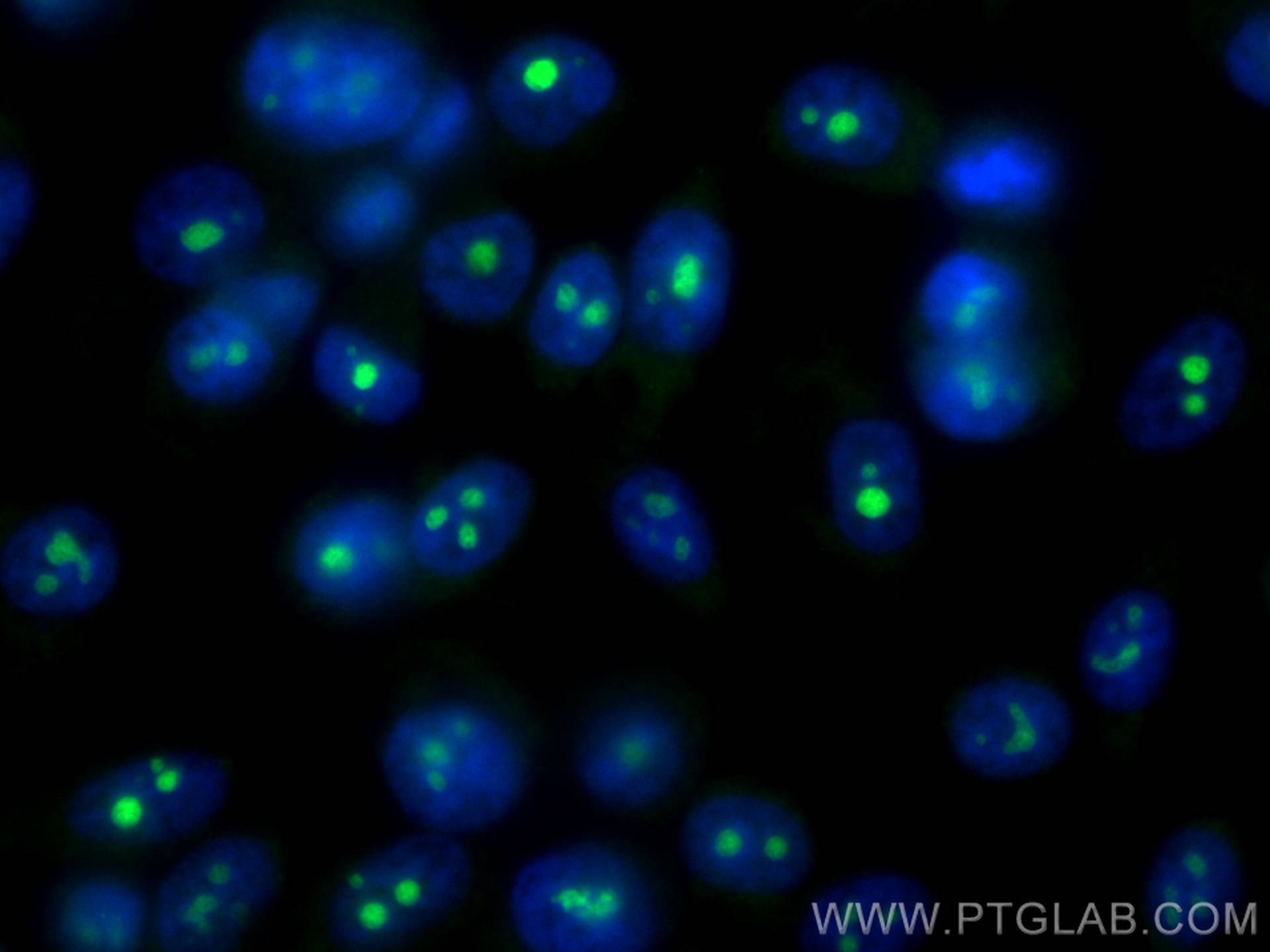 IF Staining of PC-3 using CL488-66664