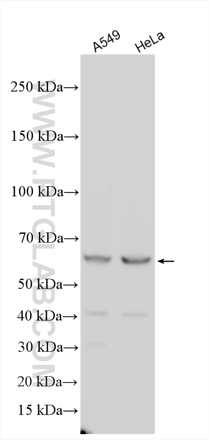 WB analysis using 21989-1-AP Western Blot (WB) analysis of various lysates using DDX56 Polyclonal antibody (21989-1-AP)