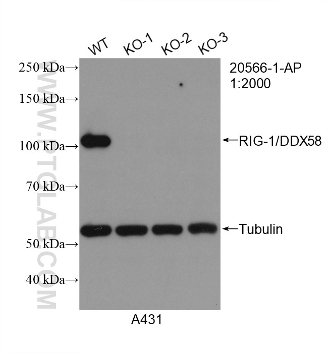 Western Blot (WB) analysis of A431 cells using RIG-1/DDX58 Polyclonal antibody (20566-1-AP)