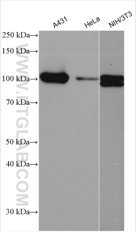 Western Blot (WB) analysis of various lysates using RIG-1/DDX58 Polyclonal antibody (25068-1-AP)