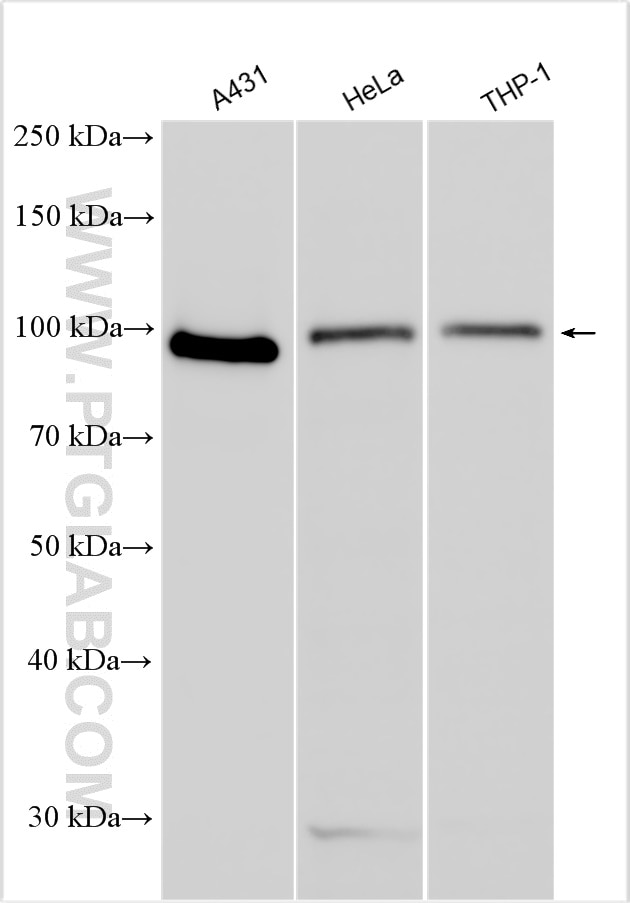 Western Blot (WB) analysis of various lysates using RIG-1/DDX58 Polyclonal antibody (25068-1-AP)