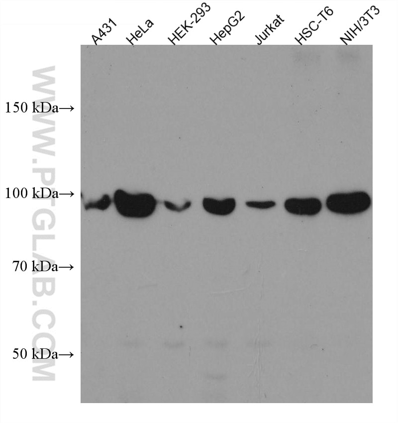 Western Blot (WB) analysis of various lysates using RIG-1/DDX58 Monoclonal antibody (67556-1-Ig)