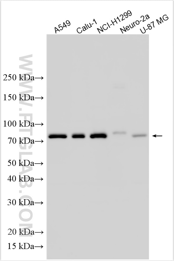 Western Blot (WB) analysis of various lysates using DDX59 Polyclonal antibody (32948-1-AP)