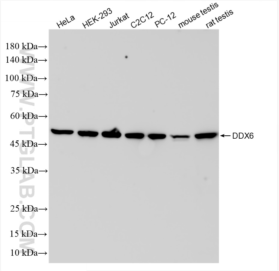 Western Blot (WB) analysis of various lysates using DDX6 Recombinant antibody (85686-1-RR)