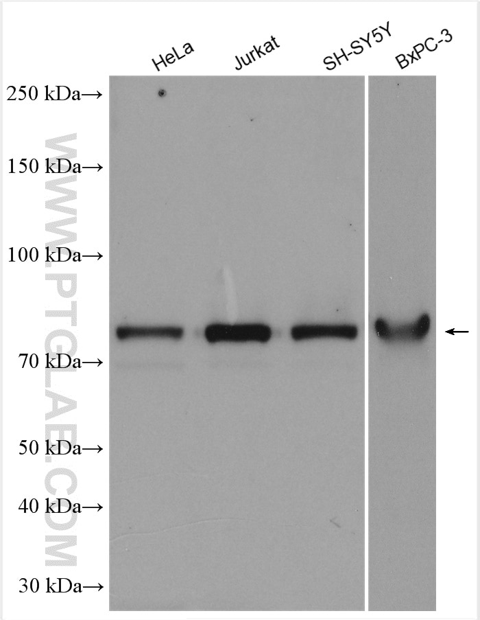 Western Blot (WB) analysis of various lysates using DEAF1 Polyclonal antibody (18323-1-AP)