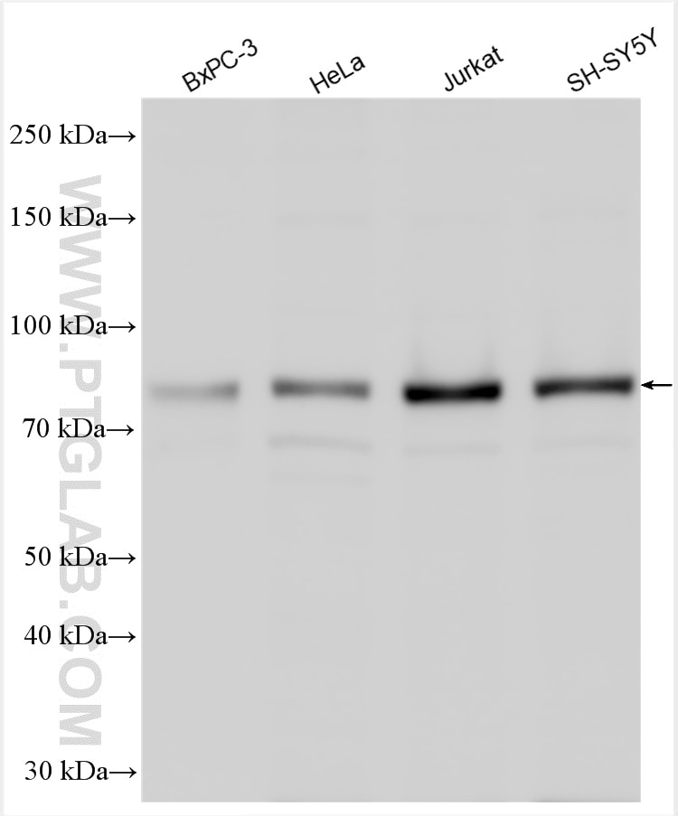 Western Blot (WB) analysis of various lysates using DEAF1 Polyclonal antibody (18323-1-AP)