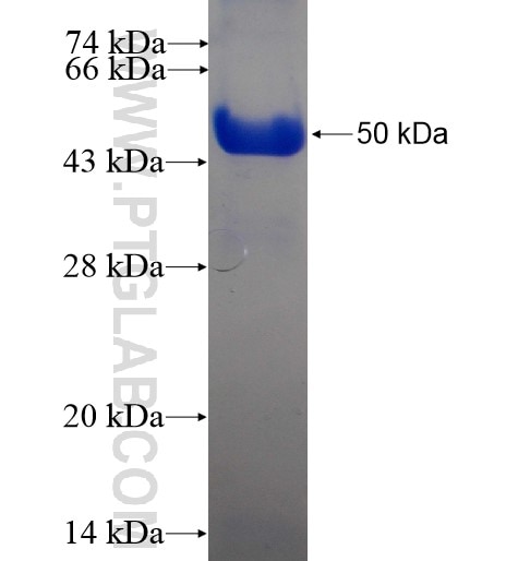 DEAF1 fusion protein Ag13145 SDS-PAGE