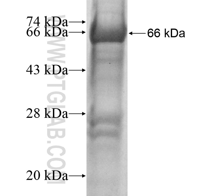 DEAF1 fusion protein Ag13173 SDS-PAGE