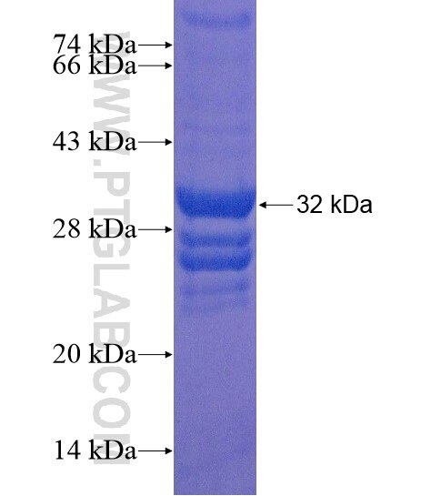 DEC1 fusion protein Ag20192 SDS-PAGE