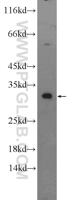 Western Blot (WB) analysis of mouse lung tissue using DECR2 Polyclonal antibody (25855-1-AP)