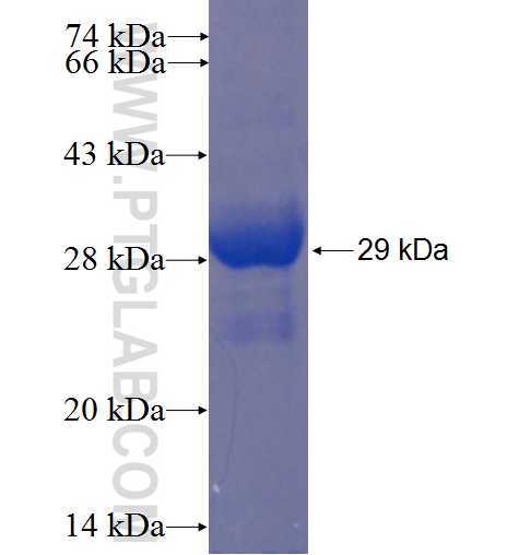 DECR2 fusion protein Ag23052 SDS-PAGE