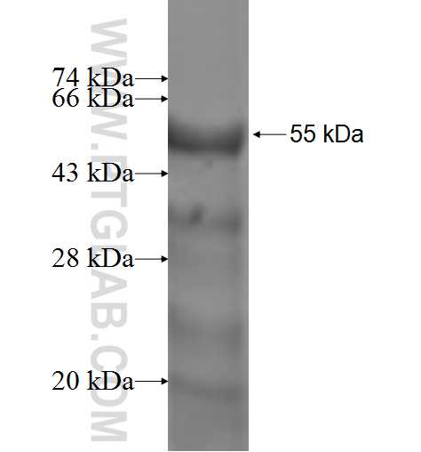 DEDD fusion protein Ag1195 SDS-PAGE