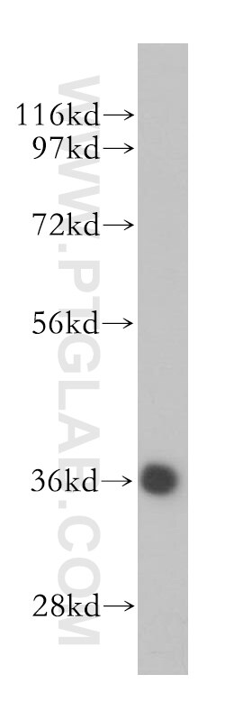 Western Blot (WB) analysis of HEK-293 cells using DEDD2 Polyclonal antibody (14574-1-AP)