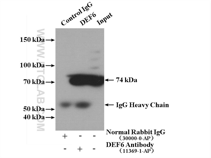 Immunoprecipitation (IP) experiment of Jurkat cells using DEF6 Polyclonal antibody (11369-1-AP)