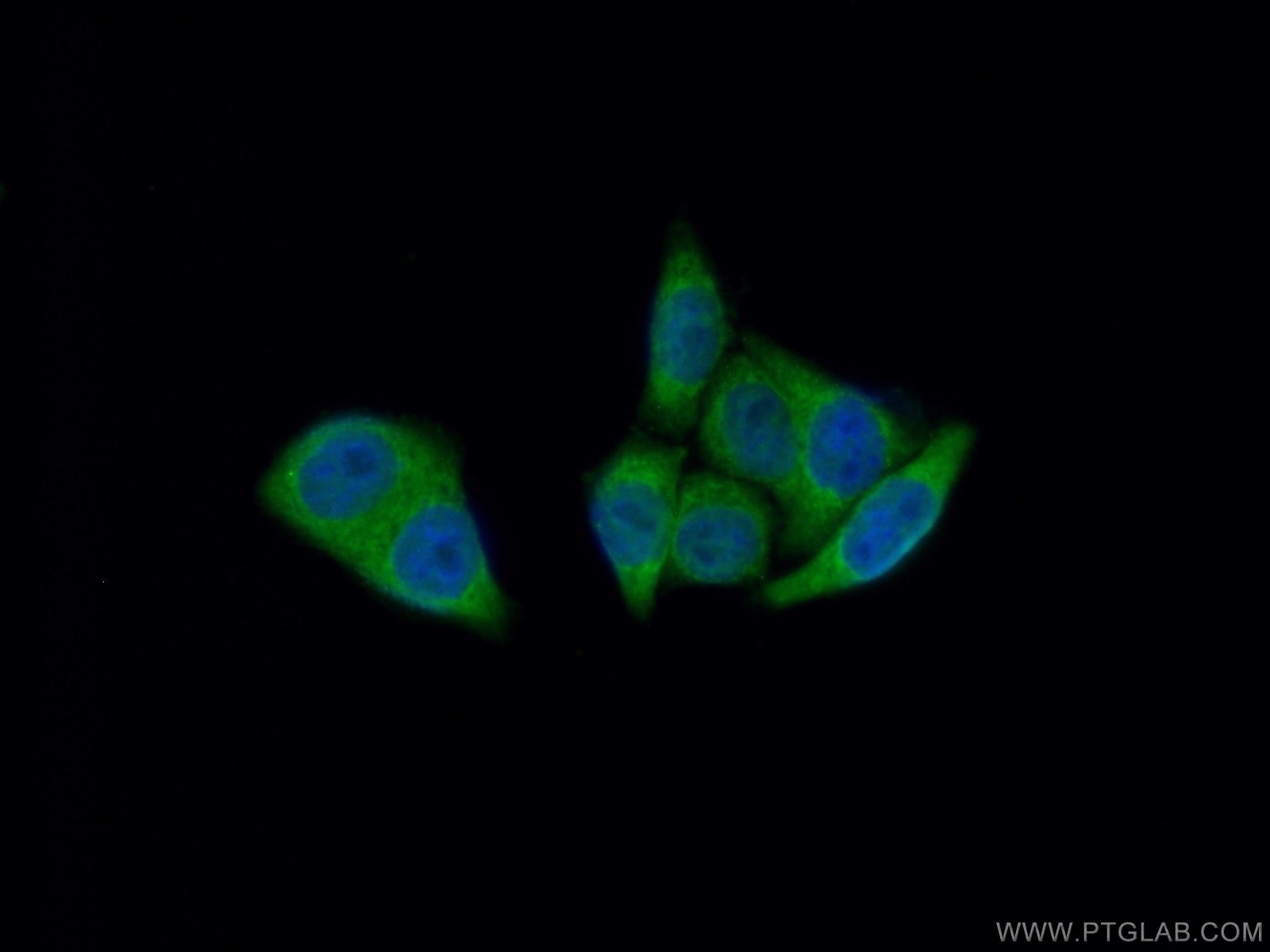 Immunofluorescence (IF) / fluorescent staining of HepG2 cells using DEFA1 Polyclonal antibody (18057-1-AP)