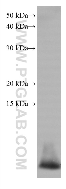 Western Blot (WB) analysis of human peripheral blood leukocyte using DEFA1 Monoclonal antibody (67156-1-Ig)