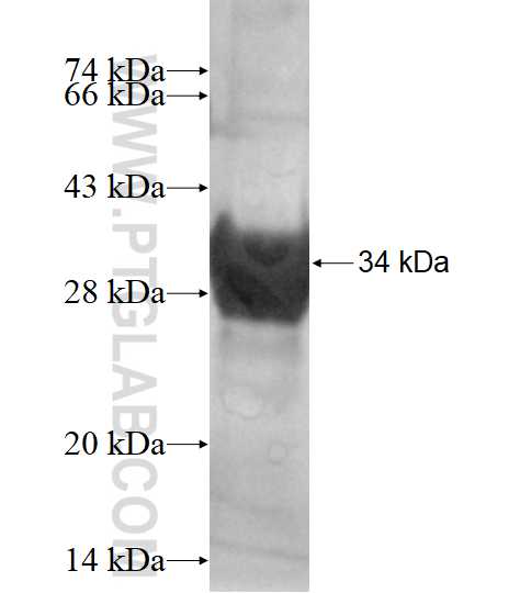 DEFA5 fusion protein Ag12793 SDS-PAGE